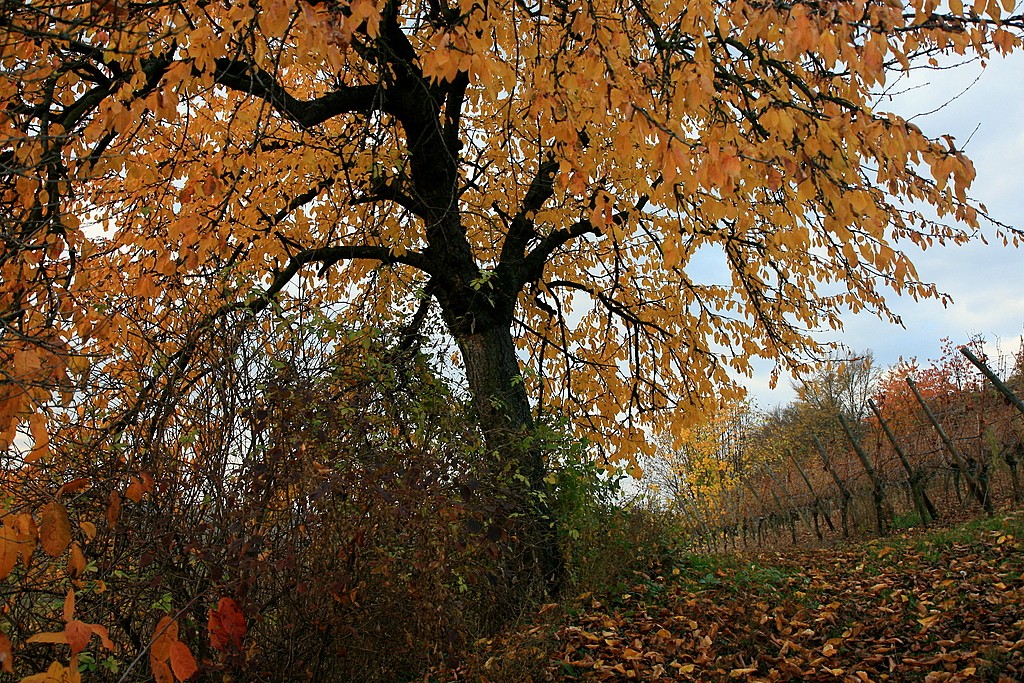 mjw-photo_vignoble_alsacien