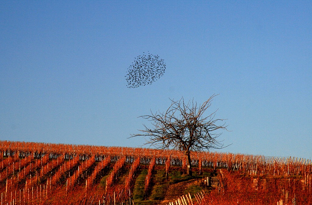 mjw-photo_vignoble_alsacien2