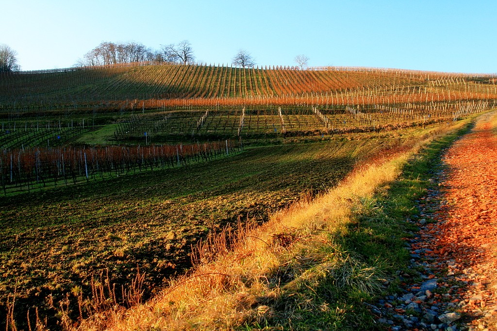 mjw-photo_vignoble_alsacien4